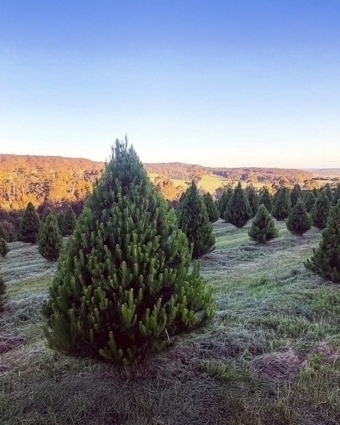 Radiata Pine (Pre Order)