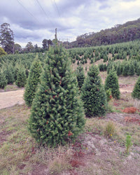 Radiata Pine (Pre Order)