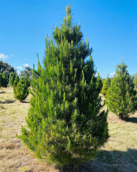 Radiata Pine (Pre Order)