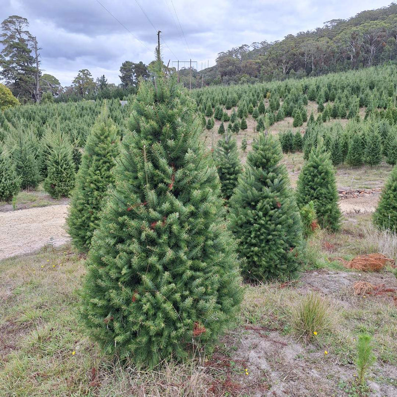 Rows of pine Christmas trees growing on the farm