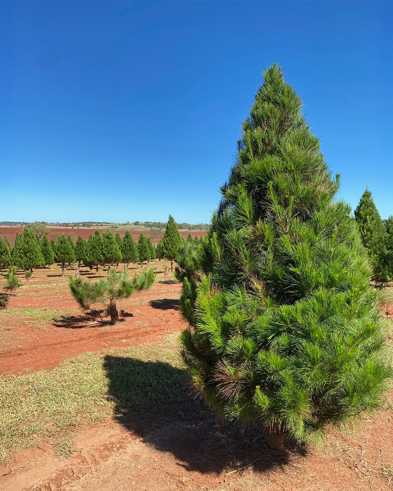 Tall Radiata pine Christmas tree growing in red soil under a blue sky