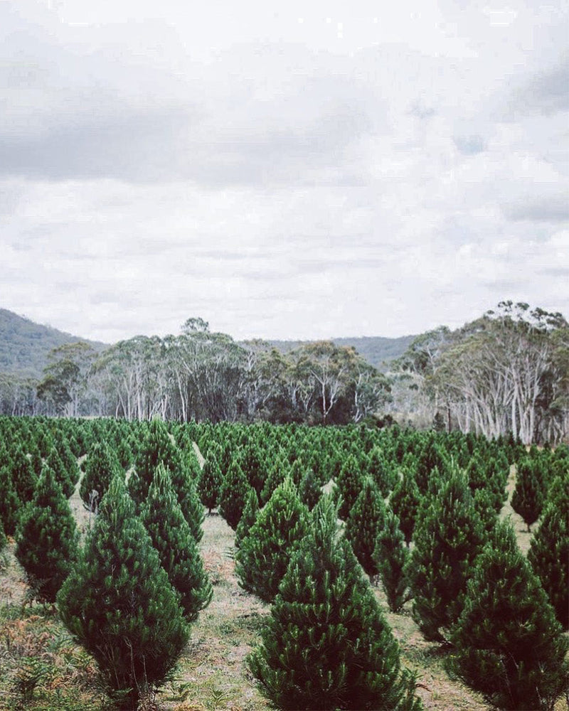 Field of young Radiata pine Christmas trees backed by gum trees