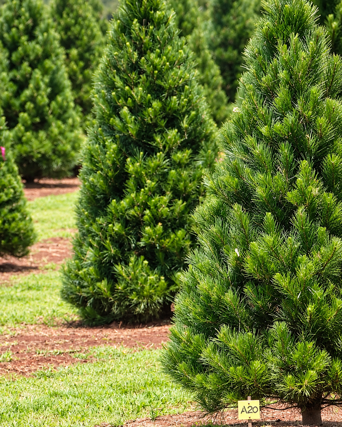 Radiata Pine Christmas Tree | Sunshine Coast Pre-Order