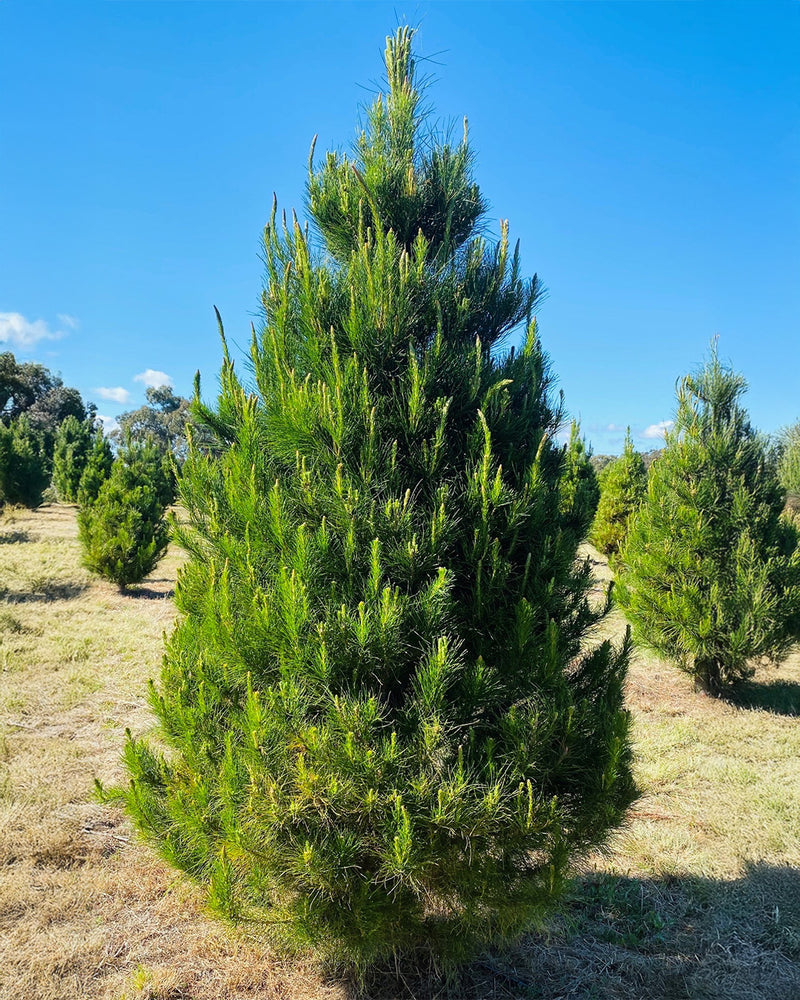 Radiata Pine (Pre Order)