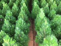 Radiata Pine Christmas Tree | Sunshine Coast Pre-Order