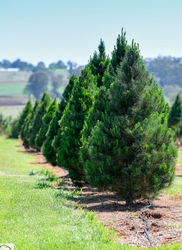 Radiata Pine Christmas Tree | Sunshine Coast Pre-Order