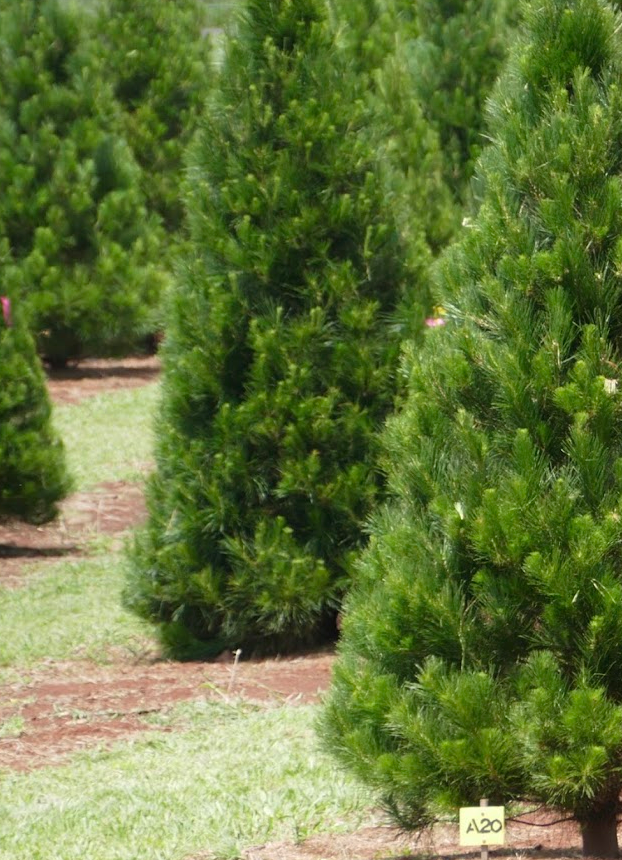 Radiata Pine Christmas Tree | Sunshine Coast Pre-Order