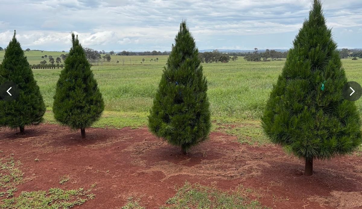 Radiata Pine Christmas Tree | Sunshine Coast Pre-Order