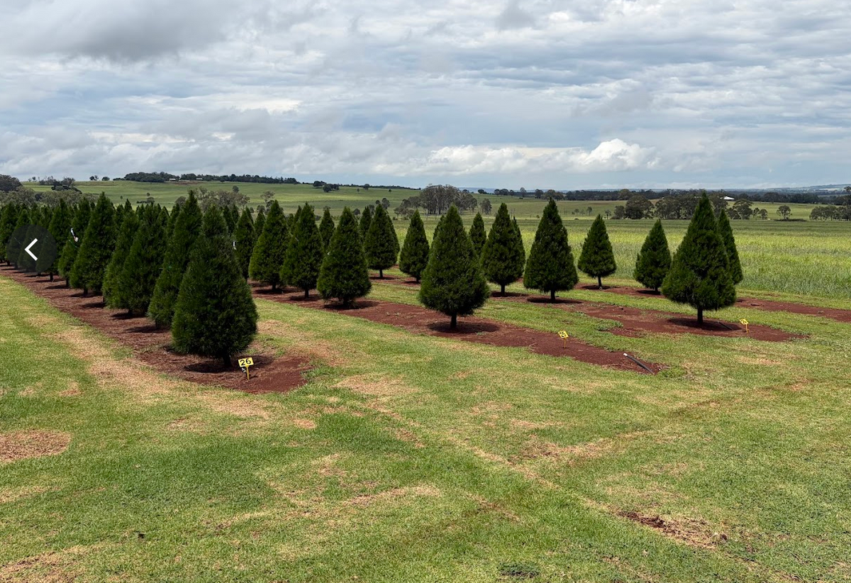Radiata Pine Christmas Tree | Sunshine Coast Pre-Order